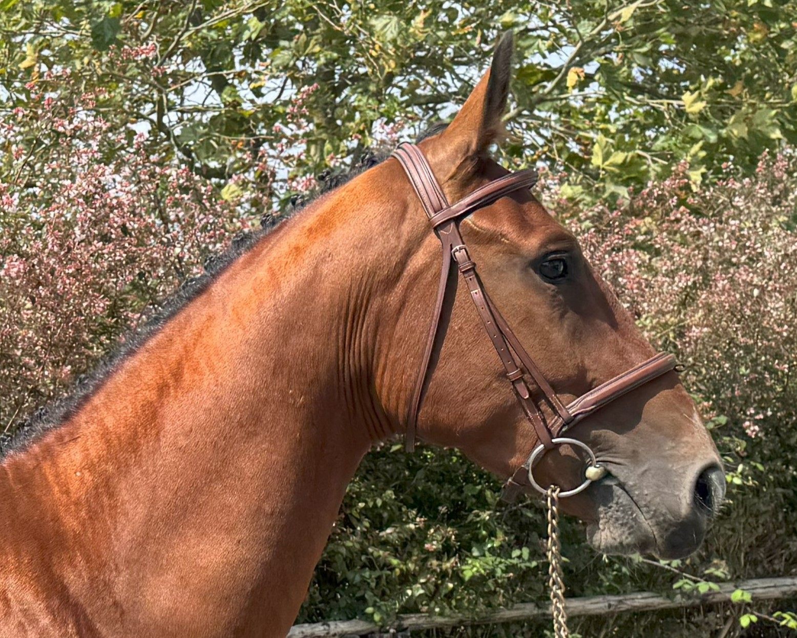 horse